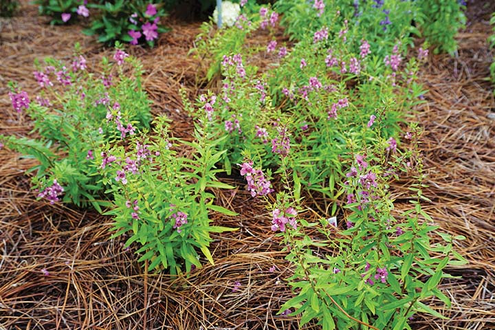 Serenita Raspberry Angelonia 2JPG